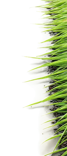 wheat grass,feather bristle grass,grass fronds,cordgrass,wheatgrass,cyperus,pine needle,blade of grass,xanthorrhoea,long grass,needlegrass,equisetum,horsetails,sedges,ornamental grass,poaceae,sweet grass plant,blades of grass,grass blades,grass grasses,Conceptual Art,Fantasy,Fantasy 30