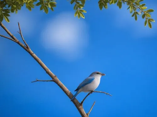 bird sitting on nch with clear blue sky and green leaves,bird on branch,gnatcatcher,bird on tree,cuckooshrike,silver tern,blue bird