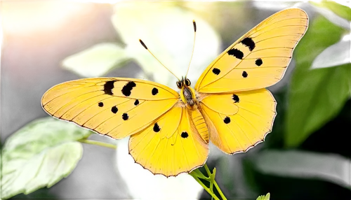 yellow butterfly,french butterfly,colias,orange butterfly,butterfly background,swallowtails,parnassius,white butterfly,machaon,parnassius apollo,butterfly,upperside,euphydryas,butterfly white,chaon,whitewings,dryas julia,geometridae,ulysses butterfly,butterfly isolated,Illustration,Japanese style,Japanese Style 19