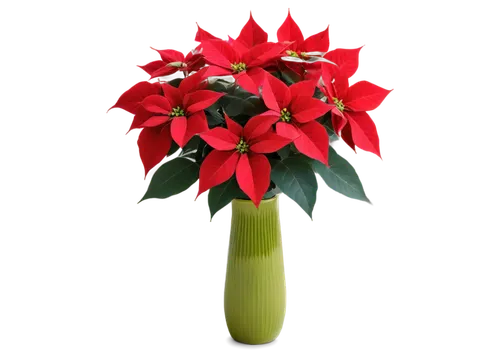 Christmas flowers, poinsettia, red petals, green leaves, delicate white stamens, festive holiday atmosphere, solo, close-up shot, soft focus, warm lighting, shallow depth of field, blurred background,