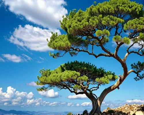 canarian dragon tree,pine tree,pine-tree,dragon tree,taormina,campania,two needle pinyon pine,araucaria,dwarf pine,sardinia,pine trees,palma trees,serra de tramuntana,amalfi coast,singleleaf pine,argan trees,aeolian islands,argan tree,pinus ponderosa,olive tree