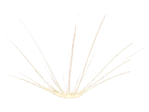 feather bristle grass,marram grass,seed-head,spikelets,pennisetum,dried grass,reed grass,elymus repens,caraway seeds,black salsify,panicle,citronella,poaceae,enokitake,hordeum,phragmites,hare tail grasses,purple salsify,phragmites australis,hordeum vulgare,Illustration,Black and White,Black and White 35