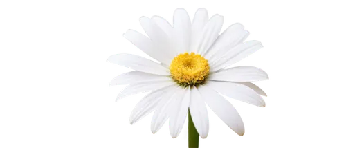 oxeye daisy,white cosmos,ox-eye daisy,marguerite daisy,camomile flower,white flower,cosmea,common daisy,daisy flower,margueritte,pyrethrum,wood daisy background,eyebright,white daisies,leucanthemum,eriophorum,crepis,daisylike,delicate white flower,marguerite,Photography,Documentary Photography,Documentary Photography 26