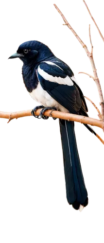 magpie bird, black and white feathers, slender body, long tail, sharp beak, bright eyes, perched on branch, morning sunlight, shallow depth of field, warm color tone, cinematic lighting, 3/4 compositi