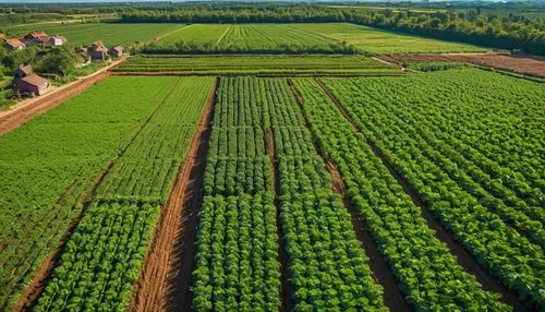 dji agriculture,green soybeans,grower romania,sweet potato farming,fruit fields,agroculture,vegetable field,cereal cultivation,grain field panorama,organic farm,potato field,vegetables landscape,tona organic farm,agricultural,stock farming,plantation,apple plantation,crop plant,soybeans,soybean oil,Photography,General,Natural