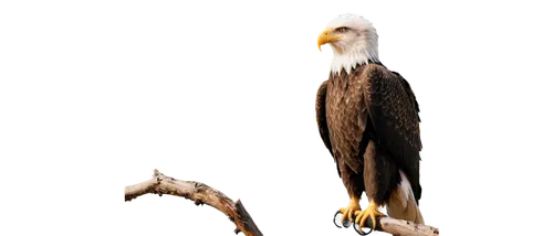 bald eagle,eagle,american bald eagle,fish eagle,eagle drawing,sea eagle,steppe eagle,sea head eagle,african eagle,of prey eagle,white tailed eagle,eagle illustration,white-tailed eagle,african fishing eagle,golden eagle,savannah eagle,bald eagles,african fish eagle,eagleman,mongolian eagle,Conceptual Art,Sci-Fi,Sci-Fi 14