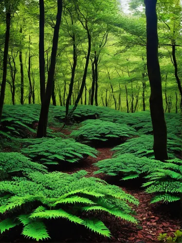 green forest,beech forest,forest floor,deciduous forest,tropical and subtropical coniferous forests,forest landscape,aaa,fir forest,temperate coniferous forest,northern hardwood forest,green landscape,germany forest,ferns,forest glade,coniferous forest,forest moss,riparian forest,elven forest,greenforest,chestnut forest,Photography,Fashion Photography,Fashion Photography 10