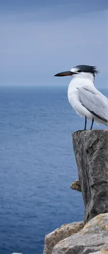 Write a suspenseful story about a fisherman who encounters a mysterious and dangerous fish tern.,northern gannet,cape gannet,australian pied cormorant,cape gannet preening,gannet,blue-footed booby,sea