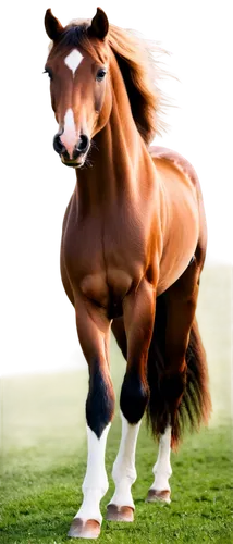 Mare horse, majestic posture, flowing mane, brown coat, white socks on legs, elegant eyes, gentle expression, relaxed mouth, grassy background, warm sunlight, 3/4 composition, shallow depth of field, 