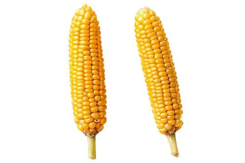 maize,corn kernels,corn,kernels,sweet corn,sweetcorn,ears of corn,playcorn,grain ears,cornales,winter corn,ornamental corn,corn ordinary,corn on the cob,forage corn,cob,corn salad,creamed corn,corn field,corn straw,Photography,Fashion Photography,Fashion Photography 16