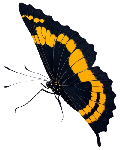 butterfly vector,polychaete,centipede,glowworm,sawflies,anansi,amphipod,garridos,yellow dragonfly,zeta ophiuchi,palm tree vector,spirochetes,metaphase,sunburst background,microtubules,analemma,dna helix,badland,sundancer,luminous garland,Illustration,Paper based,Paper Based 05