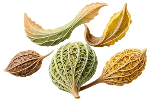 spring leaf background,peeled sunflower seeds,cardamom,leaf background,lotus leaves,phytoestrogens,lotus leaf,acorn leaf,fennel seeds,cardamone,walnut leaf,fennel bulbs,acorn leaves,dried leaves,fenchel,miraa,seedpod,cabbage leaves,oilseeds,leaf structure,Conceptual Art,Fantasy,Fantasy 24