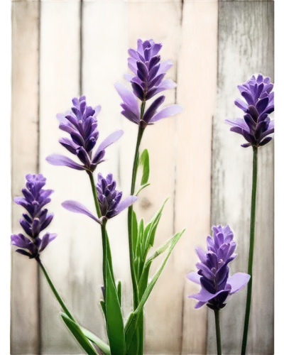 muscari,grape hyacinths,camassia,blue grape hyacinth,lavender flowers,lavender flower,lavandula,grape hyacinth,muscari armeniacum,hyacinthus,the lavender flower,lavender oil,lupinus,hyacinths,vintage lavender background,flowers png,lavander products,liatris,lavender bunch,gentians,Illustration,Realistic Fantasy,Realistic Fantasy 18