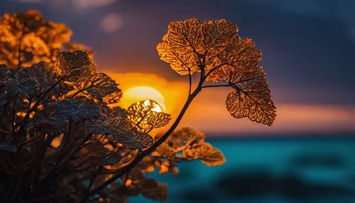 flower in sunset,first light,bokeh,golden light,winter light,sunset glow,morning frost,winter magic,frozen morning dew,retro flower silhouette,tree silhouette,the first frost,nuytsia,sunlight through leafs,glow of light,alpine sunset,winter morning,itap,abstract silhouette,sunrise,Photography,General,Fantasy