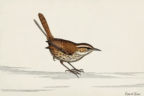 swamp sparrow,ovenbird,chestnut sided warbler,fox sparrow,cactus wren,bewick s wren,chipping sparrow,song sparrow,rufous,marsh wren,song bird,carolina wren,fringilla coelebs,wren,fairywren,chestnut-backed,blackburnian warbler,fischer sparrow lark,chestnut-backed chickadee,wood thrush,Illustration,Retro,Retro 22