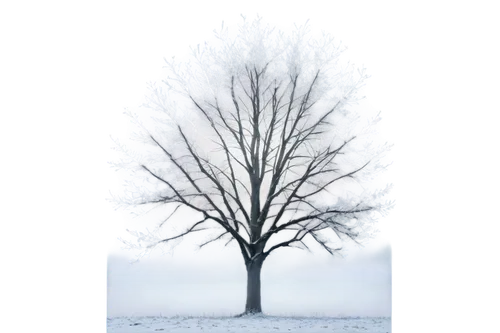 snow tree,winter tree,snowy tree,isolated tree,tree white,winter background,treemsnow,birch tree background,snowflake background,albero,seasonal tree,bare tree,lone tree,hoarfrost,ornamental tree,arbre,magic tree,cardstock tree,tree thoughtless,snow trees,Photography,Documentary Photography,Documentary Photography 07