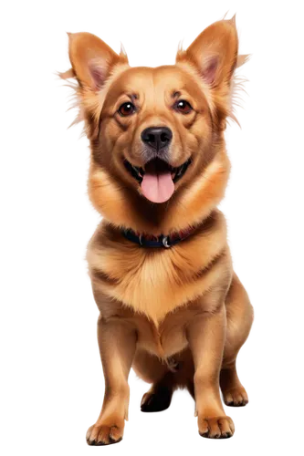 ein,garrison,inu,cheerful dog,portrait background,dogana,telegram icon,corgi,dog illustration,dogrib,transparent background,chihuahua,suri,defence,defense,mogridge,corgis,pet portrait,bongo,sparapet,Art,Artistic Painting,Artistic Painting 22