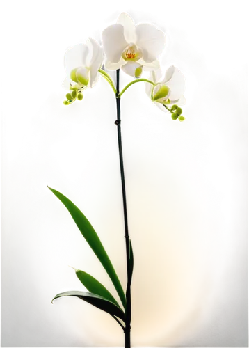 white orchid,moth orchid,flowers png,mixed orchid,phalaenopsis equestris,orchid flower,phalaenopsis,easter lilies,lily of the valley,white floral background,orchid,christmas orchid,tuberose,tulip white,butterfly orchid,ikebana,phalaenopsis sanderiana,white lily,yellow orchid,madonna lily,Illustration,Black and White,Black and White 33