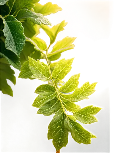 Twisted vines, green leaves, curly tendrils, wooden texture, detailed nodes, morning dew, soft sunlight filtering through leaves, 3/4 composition, shallow depth of field, warm color tone, cinematic li