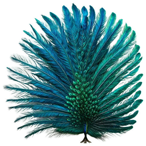 Vibrant peacock feathers, iridescent blues and greens, delicate eyespots, soft fluffy texture, curved shape, intricate patterns, shiny surface, close-up shot, macro photography, natural light, shallow