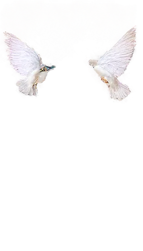 wings,angel wings,hindwings,whitewings,cygnes,angel wing,bird wings,winged,angels,crying angel,wingbeats,angel's tears,halos,wing,owl background,archangels,vintage angel,crying birds,winged heart,forewings,Illustration,Black and White,Black and White 28