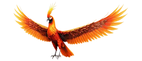 uniphoenix,garrison,phoenixes,arancio,garrisoned,bird png,garridos,phenix,phoenix rooster,phoenix,garriott,fireflight,fenix,flame spirit,garrisoning,pheonix,red bird,aguila,confuciusornis,fire birds,Illustration,Black and White,Black and White 01