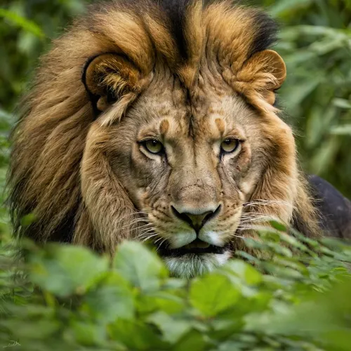 male lion,african lion,panthera leo,king of the jungle,forest king lion,female lion,masai lion,male lions,lion,lion head,lioness,lion father,lion - feline,two lion,skeezy lion,lion number,regard,lion with cub,cub,kenya africa,Photography,General,Commercial