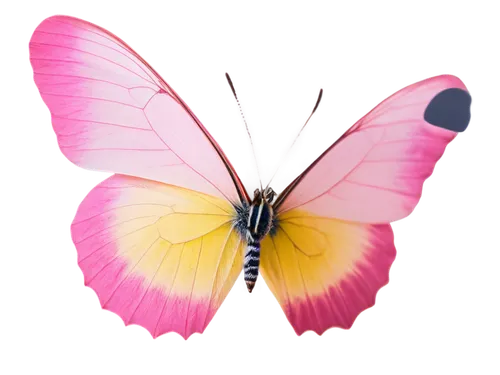 pink butterfly,butterfly vector,butterfly clip art,hesperia (butterfly),limenitis,cupido (butterfly),butterfly background,butterfly moth,flutter,melanargia,butterfly isolated,french butterfly,lepidoptera,butterfly,c butterfly,lepidopterist,isolated butterfly,papillon,vanessa (butterfly),brush-footed butterfly,Art,Artistic Painting,Artistic Painting 38