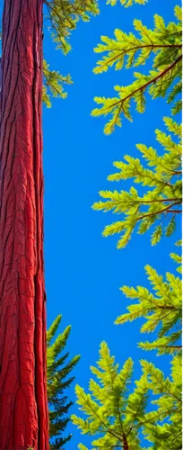 Cartoon redwood tree, vibrant red trunk, bulbous branches, green leaves with yellow edges, exaggerated roots, sunny day, soft warm light, whimsical atmosphere, bright blue sky, 3/4 composition, shallo