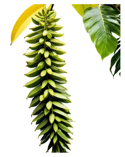 Tall banana tree, green leaves, curved trunk, yellow flowers, ripe bananas hanging, warm sunlight filtering through leaves, morning dew, shallow depth of field, 3/4 composition, vibrant color tone, so