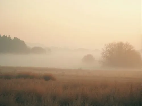 foggy landscape,autumn fog,morning mist,autumn morning,mists,morning fog,fog banks,mist,ground fog,meadow landscape,early fog,dense fog,small meadow,morning haze,meadow,driftless,marshlands,meadow in pastel,swampy landscape,wild meadow,Photography,General,Realistic