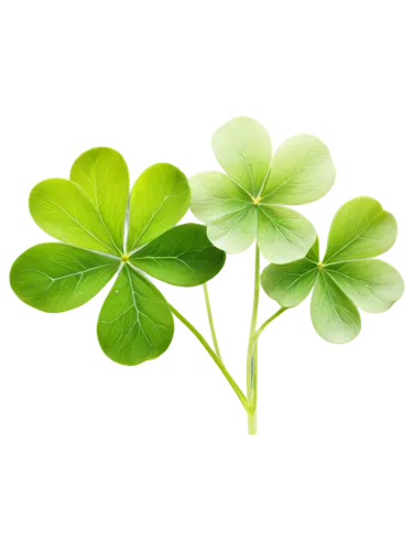 three leaf clover,four leaf clover,4-leaf clover,five-leaf clover,four-leaf clover,4 leaf clover,clover leaves,spring leaf background,clovers,a four leaf clover,shamrock,lucky clover,pot of gold background,shamrocks,green wallpaper,saint patrick,medium clover,st patrick's day icons,maidenhair,patrol,Illustration,Realistic Fantasy,Realistic Fantasy 11