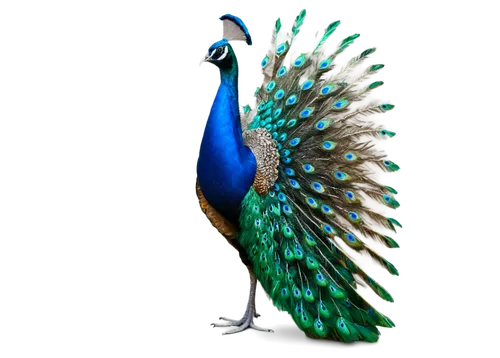 Colorful peacock, majestic posture, vibrant blue and green feathers, delicate eye makeup, shiny beak, fluffy crest, standing on one leg, beautiful tail spread wide, soft focus, warm lighting, 3/4 comp