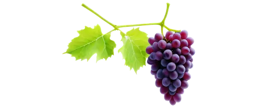 grapes icon,purple grapes,grapes,grape hyancinths,wine grape,grape seed extract,fresh grapes,grape vine,red grapes,wine grapes,vineyard grapes,table grapes,grapevines,bunch of grapes,grape,grape seed oil,blue grapes,unripe grapes,wood and grapes,vitis,Photography,Documentary Photography,Documentary Photography 27