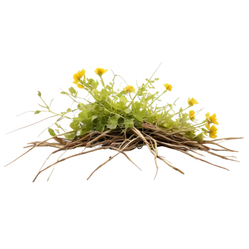 Wild weeds, overgrown, messy hair-like stems, yellow flowers, green leaves, tangled roots, dry earthy texture, warm sunlight, shallow depth of field, 3/4 composition, naturalistic color tone, soft foc