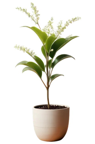 androsace rattling pot,potted palm,potted plant,container plant,ornamental plants,cherry laurel,plant pot,potted tree,scaphosepalum,ornamental plant,money plant,pot plant,perennial plant,houseplant,indoor plant,bellenplant,oil-related plant,acianthera,thick-leaf plant,dark green plant,Illustration,Paper based,Paper Based 27