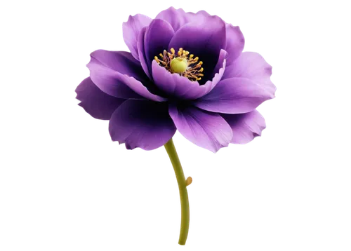 anemone purple floral,purple anemone,anemone japonica,purple flower,purple chrysanthemum,violet chrysanthemum,anemone honorine jobert,lovely anemone,flowers png,anemone japan,anemone japanese,autumn blooming anemone,poppy anemone,crown chakra flower,purple daisy,flower wallpaper,flower purple,garden anemone,fall anemone,autumn anemone,Art,Classical Oil Painting,Classical Oil Painting 40