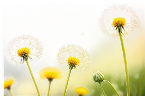 dandelion background,common dandelion,dandelion flower,taraxacum,dandelions,dandelion meadow,dandelion flying,dandelion,dandelion field,taraxacum officinale,dandelion seeds,flying dandelions,taraxacum ruderalia,flower background,grass blossom,coltsfoot,blooming grass,flower wallpaper,meadow flowers,meadow plant,Conceptual Art,Fantasy,Fantasy 17