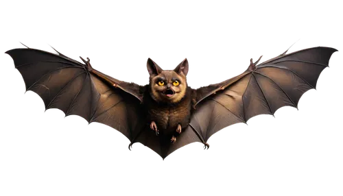 fruit bat,bat,megabat,little red flying fox,big brown bat,flying fox,vampire bat,bat smiley,lantern bat,tropical bat,hanging bat,bats,mouse eared bat,little brown myotis,flying dog,belgian shepherd malinois,batman,belgian shepherd,pipistrelles,belgian shepherd dog,Conceptual Art,Sci-Fi,Sci-Fi 08