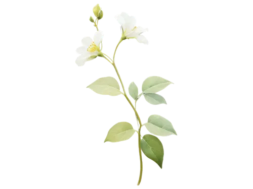 Delicate flower vine, climbing plant, white petals, yellow center, green stem, leafy tendrils, curly ends, soft focus, warm light, shallow depth of field, pastel colors, watercolor texture, whimsical 