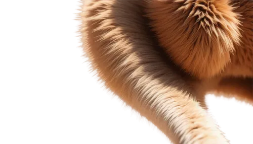 cat tail,siberian cat,tail,orange tabby cat,red tabby,maincoon,foxtail,tails,fluffy tail,orange tabby,forepaws,cat vector,tailed,ringtail,hairtail,transparent background,brambleclaw,british longhair cat,whiskered,light fur,Illustration,Black and White,Black and White 26