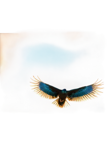 bird wing,bird in flight,flying hawk,eagle silhouette,soar,rapace,bird flying,aguila,windhover,skylark,eagle,bird in the sky,volar,aguiluz,changeable hawk-eagle,eagle vector,hawk feather,jet and free and edited,steppe eagle,blue buzzard,Photography,Fashion Photography,Fashion Photography 20