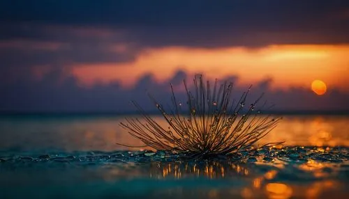 flower in sunset,cordgrass,saltgrass,needlegrass,landscape photography,waterscape,muhlenbergia,beach grass,scirpus,salt flower,salt field,sundew,desert plant,dry grass,golden sun,capture desert,water scape,reed grass,desert flower,salt pan,Photography,General,Fantasy