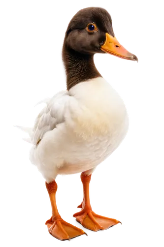 shelduck,blackduck,rockerduck,gooseander,ornamental duck,female duck,cayuga duck,brahminy duck,australian shelduck,lameduck,duck,branta,canard,quacker,diduck,quackenbush,galliformes,duckwitz,quacking,duck bird,Conceptual Art,Fantasy,Fantasy 07