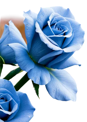 blue rose,blue petals,blue moon rose,blue flower,blue flowers,blu flower,flower wallpaper,flowers png,blue rose near rail,bleues,rosses,blue background,flower background,blue hydrangea,paper flower background,rose png,bluebunch,noble roses,blue butterfly background,blue and white,Illustration,Retro,Retro 18