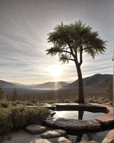 HDR UHD WHIT  BIG BEAR,canarian dragon tree,dragon tree,joshua tree national park,argan tree,roof landscape,joshua trees,desert landscape,argan trees,desert desert landscape,outdoor pool,arid landscap