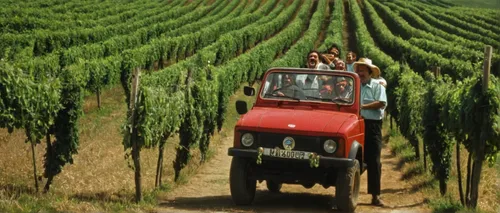 Toscana - Happy in Tuscany,southern wine route,wine harvest,grape plantation,grape harvest,wine region,vineyards,castle vineyard,grape harvesting machine,viticulture,vineyard grapes,viognier grapes,vi