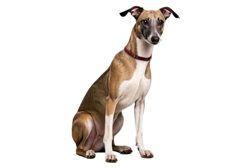 galgo español,italian greyhound,sighthound,whippet,lurcher,polish greyhound,greyhound,rampur greyhound,podenco canario,hanover hound,greyhound racing,saluki,pharaoh hound,mudhol hound,ac greyhound,dog illustration,silken windhound,bruno jura hound,great dane,american staghound,Illustration,Abstract Fantasy,Abstract Fantasy 15