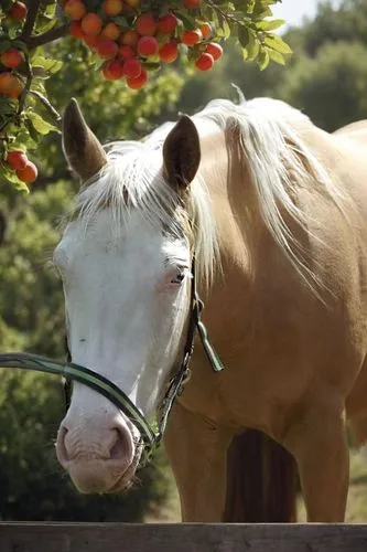 red flowering horse chestnut,albino horse,haflinger,red-flowering horse chestnut,horse-chestnut,irish cob,dream horse,portrait animal horse,belgian horse,gypsy horse,palomino,horse chestnuts,a white h