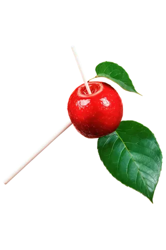 cherry twig,cherry branch,bladder cherry,great cherry,wild cherry,jewish cherries,hill cherry,lingonberry,cherry,rowanberries,japanese cherry,cherry japanese,fire cherry,rose-hip,rose hip plant,rose hip,sweet cherry,cherries,rosehip,sweet cherries,Illustration,Vector,Vector 10